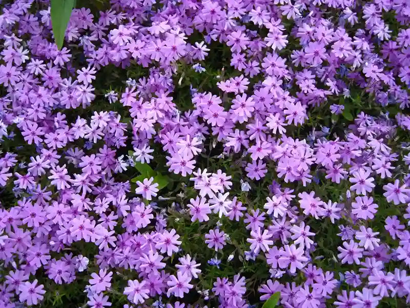 Vibrant purple phlox ground cover with star-shaped petals and dark centers