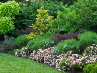 Lush garden bed of green shrubs, pink flowers and yellow-leaved tree