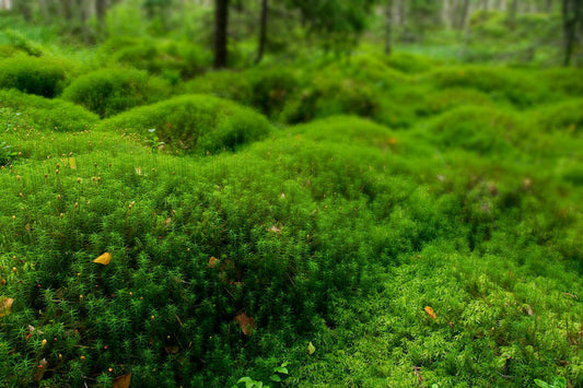 Hair Cap Moss