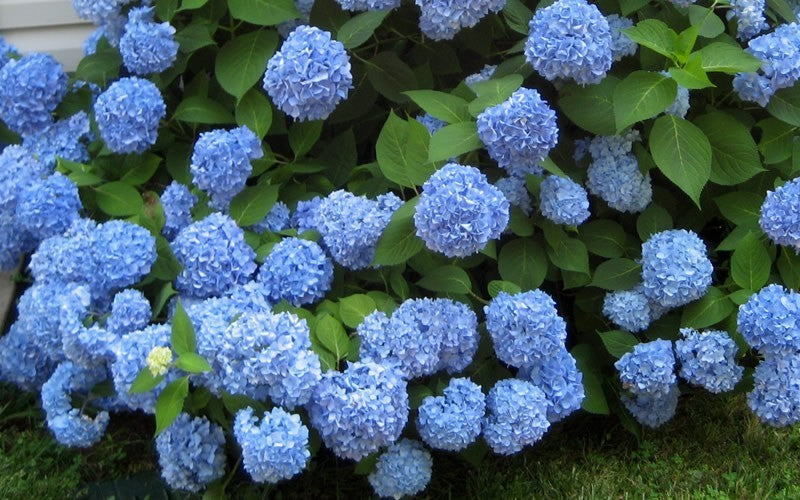 Hydrangea Shrub