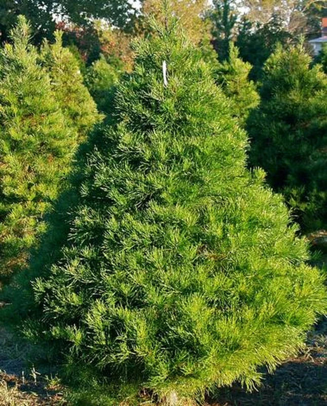 Virginia Pine Tree - Pinus Virginiana And It's Benefits