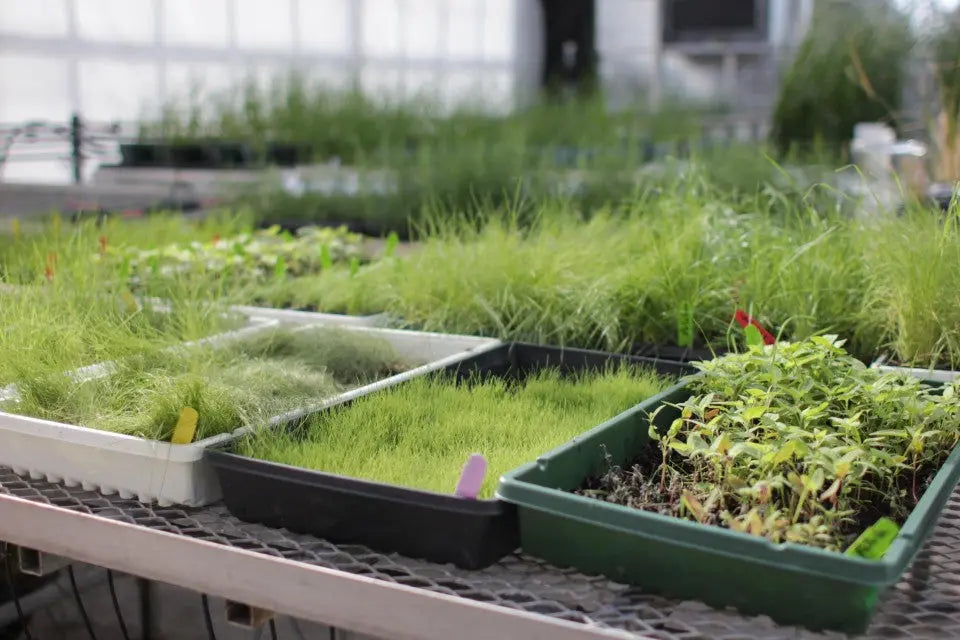Green native seedlings growing in black and white plastic trays