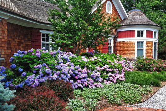 Most Vibrant Native Shrub Varieties