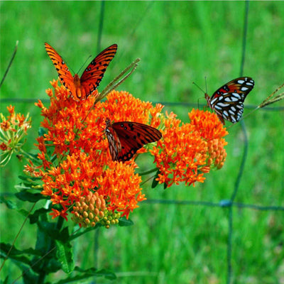 10 Hardy Perennials favorite that are disease resistant