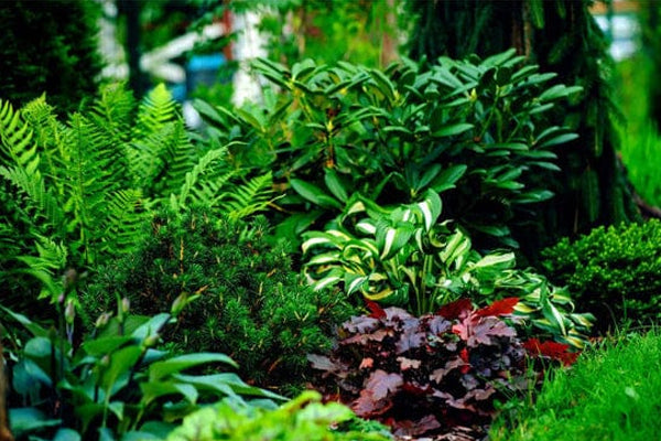 Lush green ferns and burgundy hostas in Tennessee shade garden bed