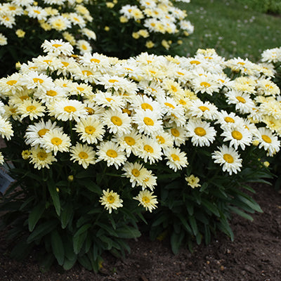 The Importance of Deadheading and Pruning Perennials