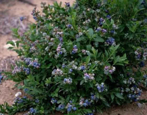 Blackberry Bushes