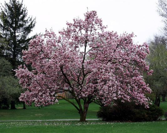 Magnolia Tree