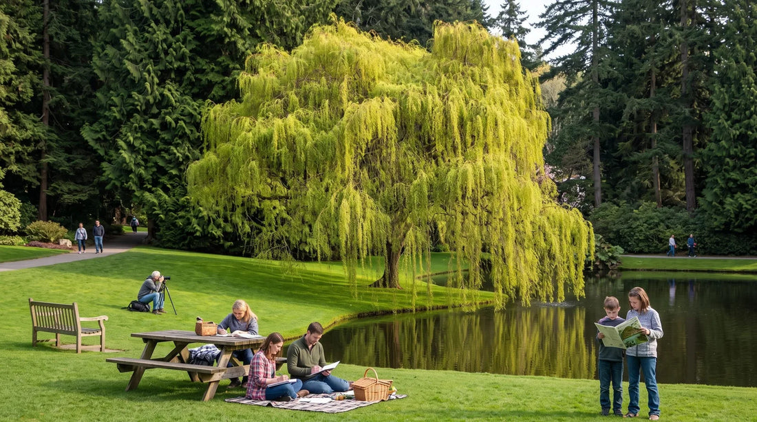 Mature weeping willow tree with cascading green branches beside a calm pond