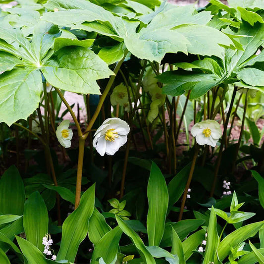 The Mayapple Plant: A Complete Guide to Growing Podophyllum Peltatum