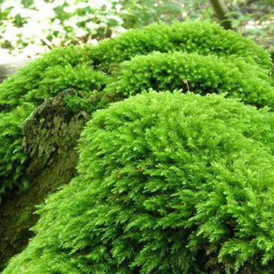 How to Plant, Grow, and Care Thuidium Moss