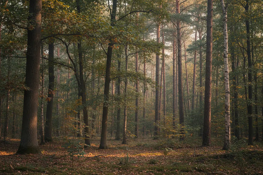 Misty forest of native trees with birch trunks, green leaves, and golden foliage