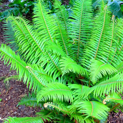 Christmas Ferns are Popular Because of Their Evergreen Characteristics