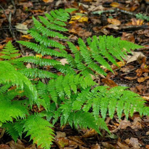 5 Easy Ferns For Beginners