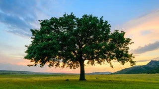 Oak Trees And Their Numerous Varieties We Offer