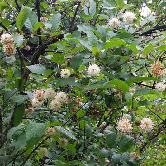 Button Bush Live Stakes Add A Pop Of Color To Your Garden