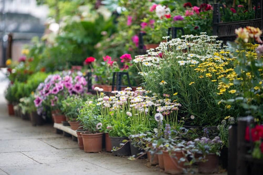 Vibrant perennial potted daisies in pink, white, yellow, purple terracotta pots