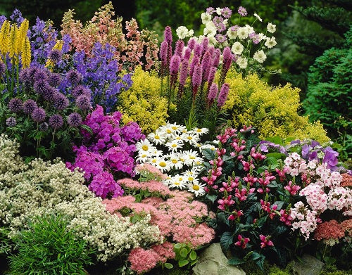 Vibrant Perennials