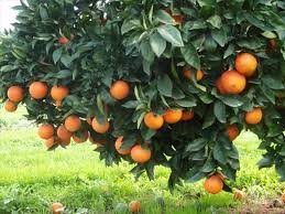 Fruit Trees That Grow 
