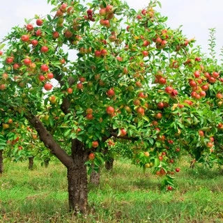 peach tree