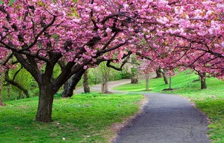 Most Loved Flowering Trees For Yards and Gardens