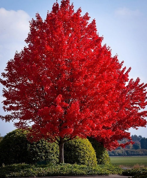 The Red Maple Tree