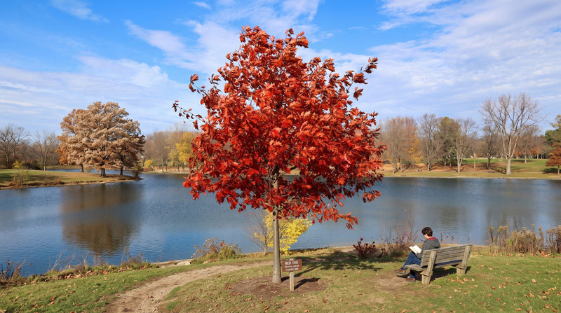 Red oak tree with fiery fall foliage beside a calm lake under a blue sky