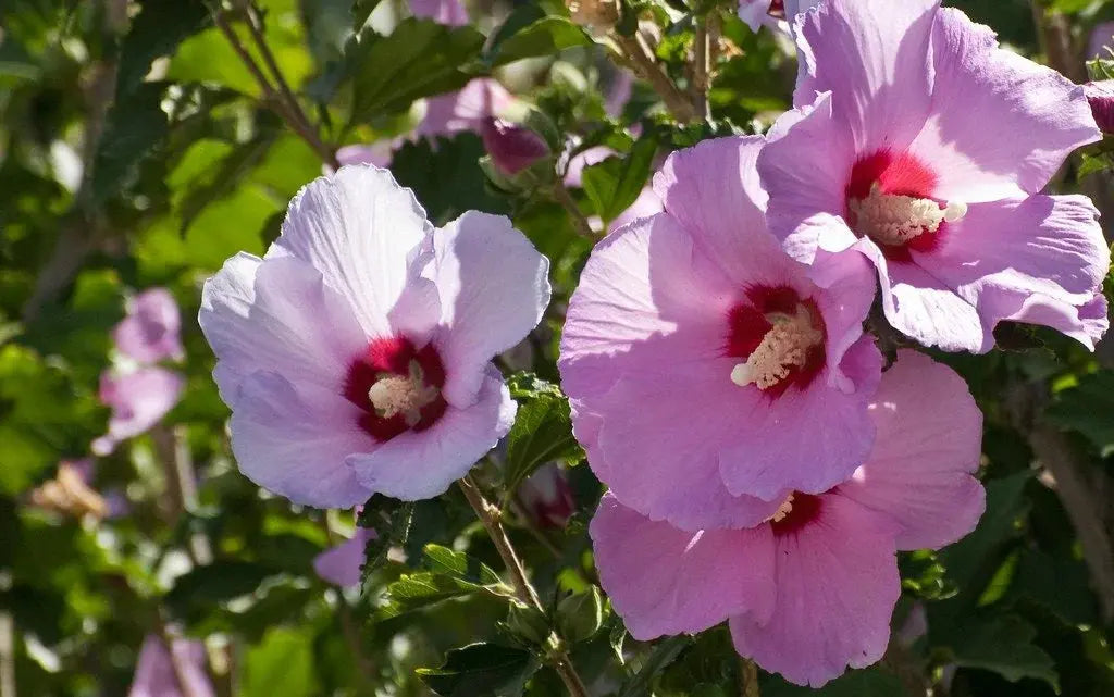 Rose of Sharon hibiscus flowers with pink petals, red centers on green foliage