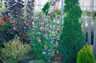 Rose of Sharon Flower Is A Favorite Of Butterflies