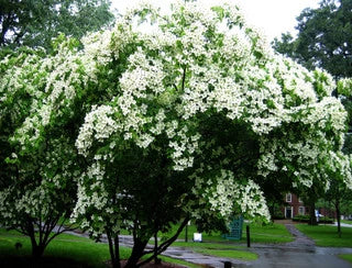 Roughleaf Dogwood Characteristics