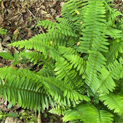 Tips for Planting and Growing Christmas Ferns