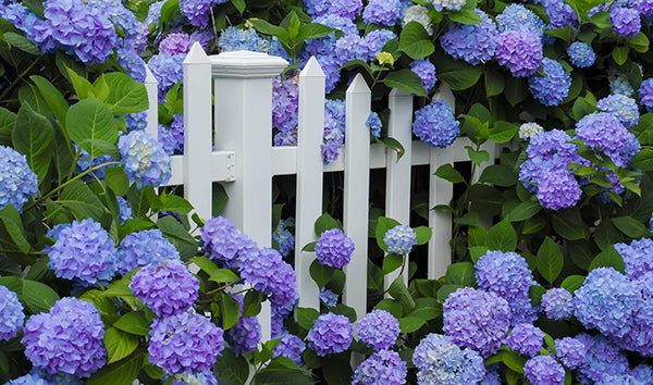 White picket fence behind lush purple blue hydrangea blooms for privacy