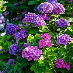 Vibrant purple pink hydrangea blossoms with lush green foliage for TN privacy