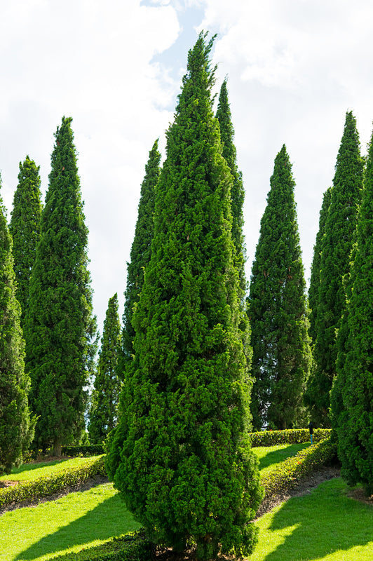 Evergreen Shrubs Wholesale Nursery