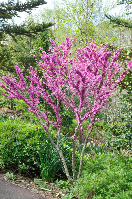 Bare Root Trees Wholesale Nursery