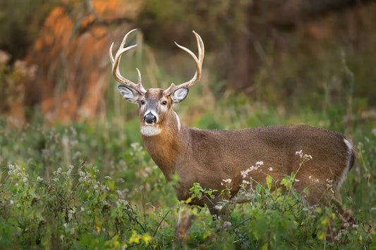 Majestic brown buck with branching antlers in Tennessee field