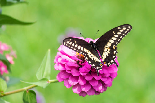 Black and yellow swallowtail butterfly on pink zinnia in Tennessee garden
