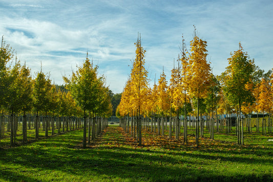 Rows of young trees with yellow-green foliage in urban nursery under blue sky