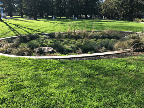 Rain Gardens Utilizing Native Plants