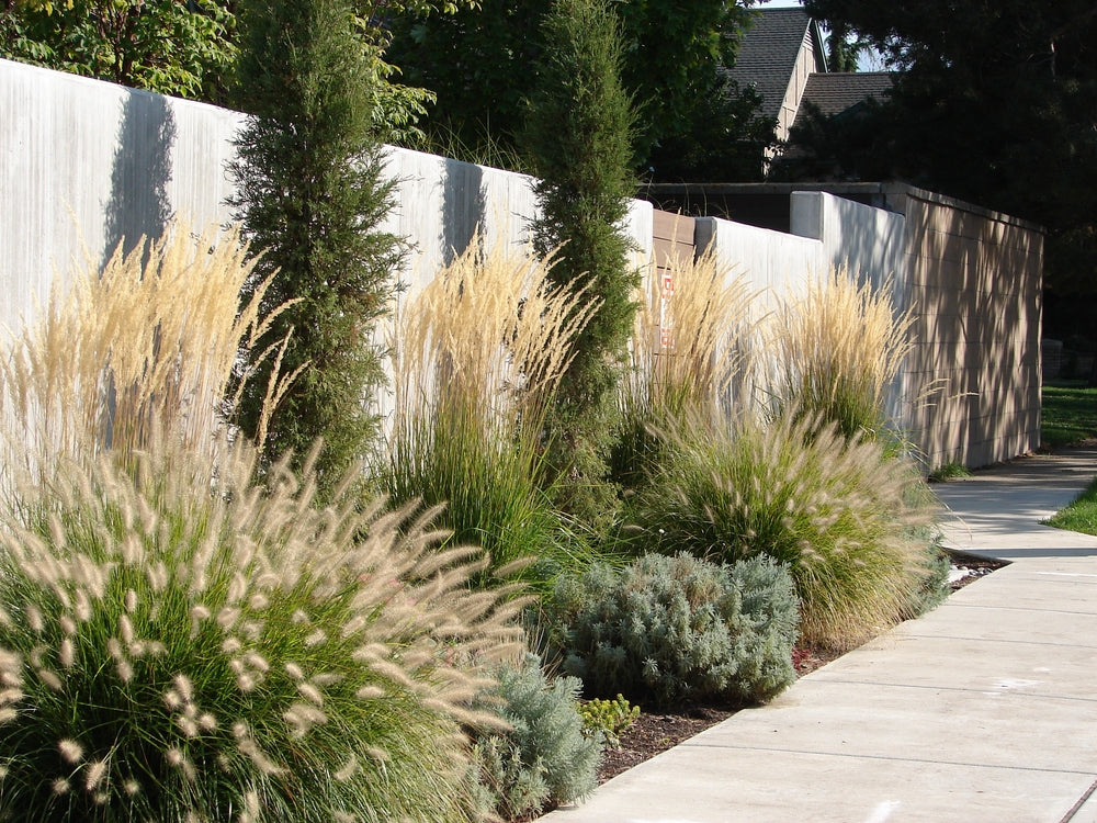 xeriscape garden