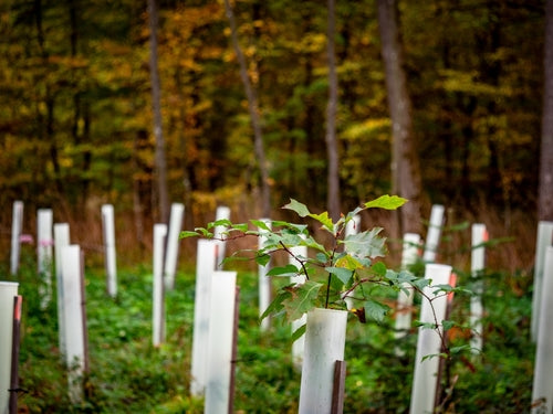 Young green tree sapling protected by white plastic tube for outdoor spaces