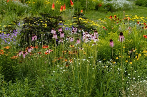 Utilizing Native Plants To Safeguard Biodiversity