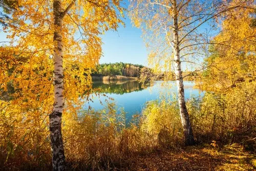 Serene autumn lake framed by birch trees with golden leaves