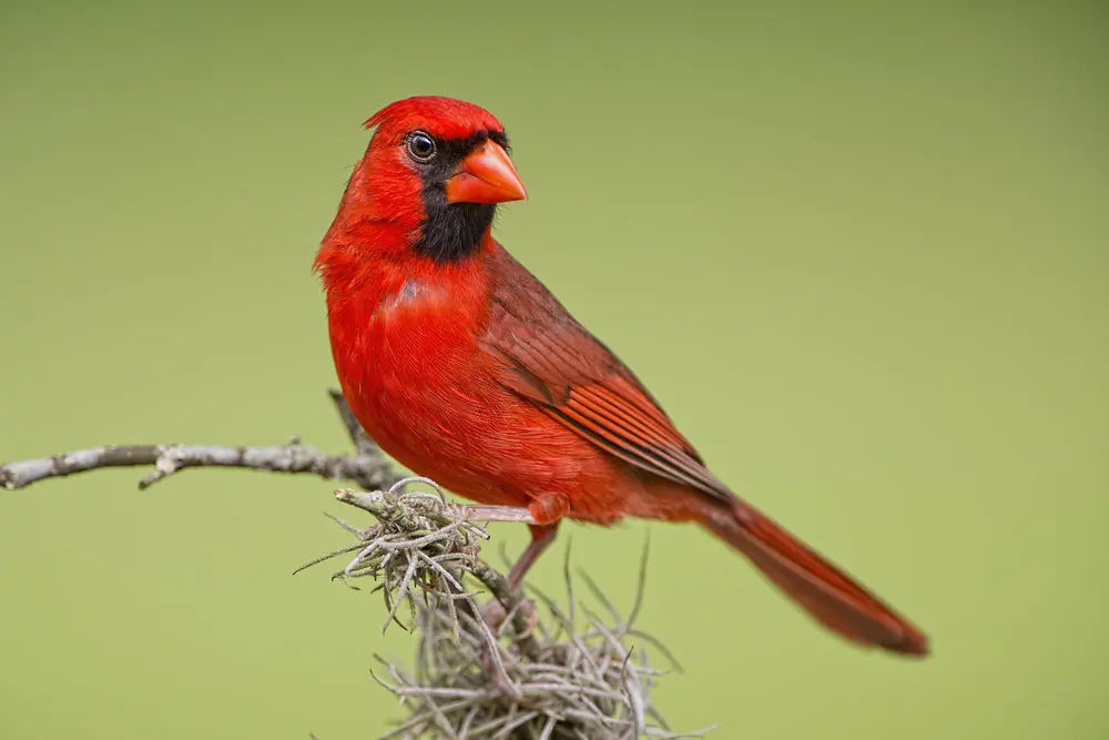 Vibrant red male cardinal with black mask and orange beak on twig