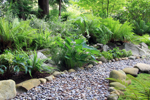 Ferns as a Shade Solution