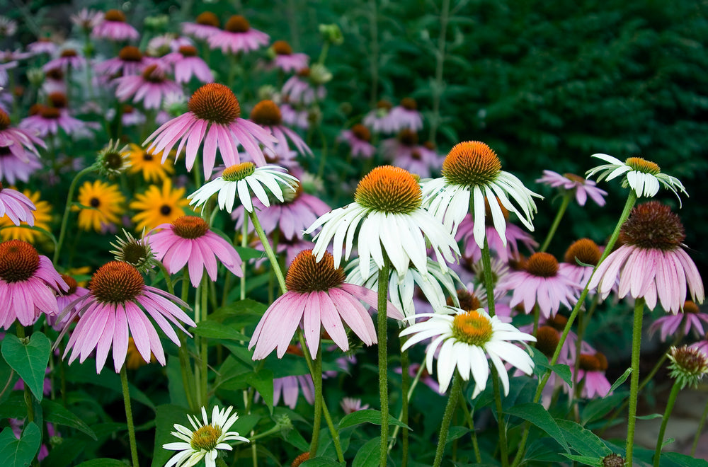 The Rising Demand for Native Plants