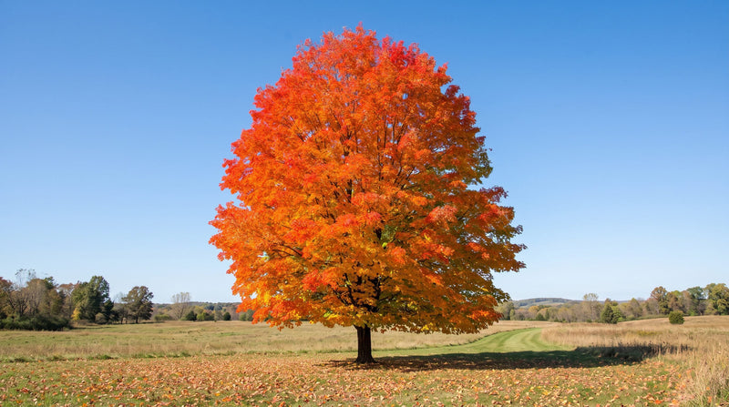Sugar maple tree with a full, rounded orange canopy against a blue sky in fall