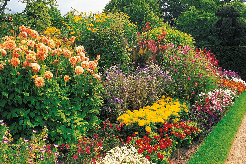 Summer Blooming Plants Perfect For Your Garden