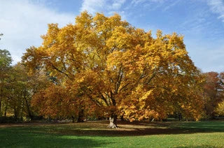 Trees Can Enhance A Yard To Make It Adored By Many