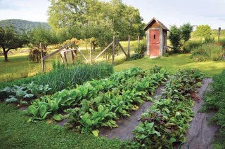 Grow Your Salad Bar At Home With Veggies And Fruits